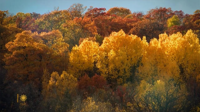 sm-nature-fall-foliage-1920.jpg 