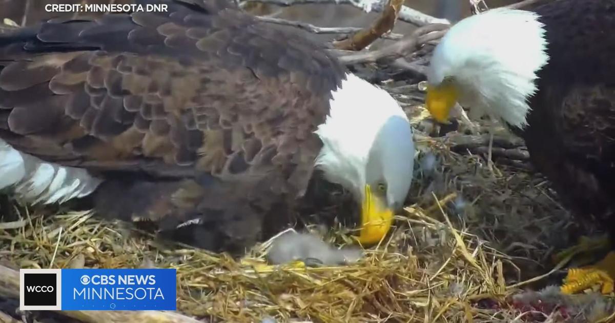 The Eagle cam to make it's return on Nov. 16