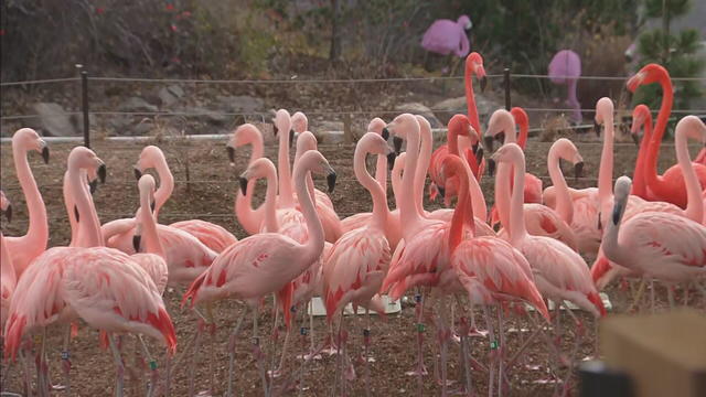 denver-zoo-flamingoes-castro-lu16-frame-50649.jpg 