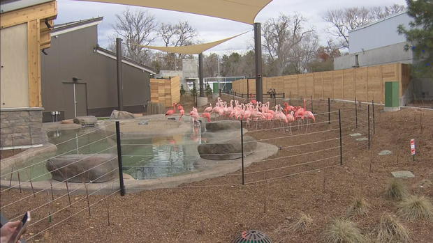 denver-zoo-flamingoes-castro-lu16-frame-64990.jpg 