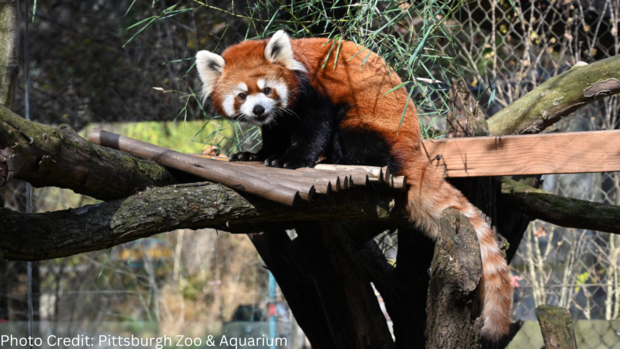 pittsburgh-zoo-red-panda-marcy.png 