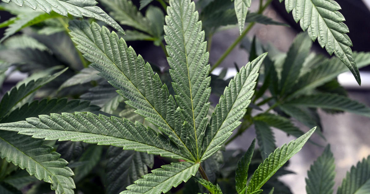 DEA will move to reclassify marijuana in a historic shift, AP sources say
