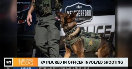 K9 injured in officer involved shooting - CBS Texas