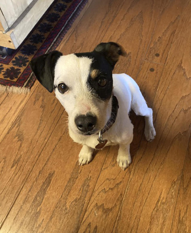 Jack Russell/Chihuahua and Pomeranian: 365-day wait to find forever home in  Burnley, Pendle or the Ribble Valley for inseparable dogs who hadn't been  outside for SIX YEARS