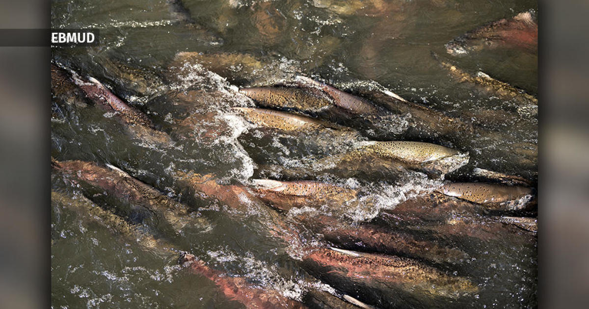 Salmon fall run in Mokelumne River sets 80-year record - CBS San Francisco