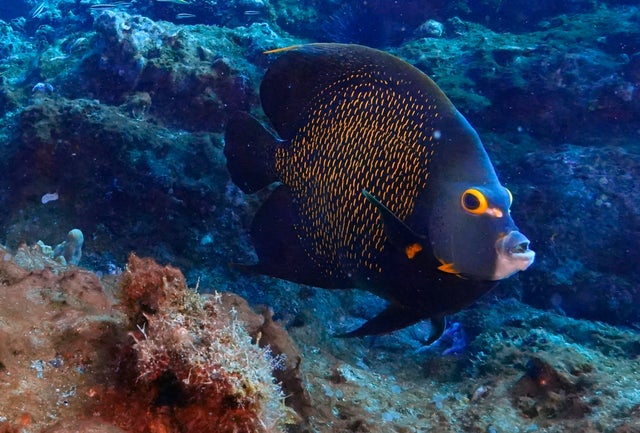 Climate Texas Coral Reefs 