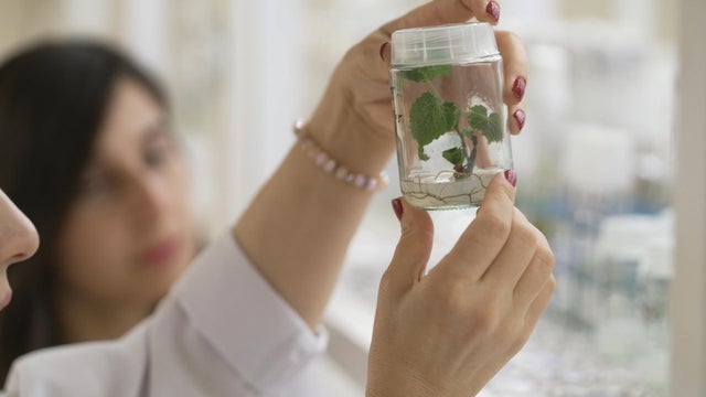 Studying grapes in Georgia 