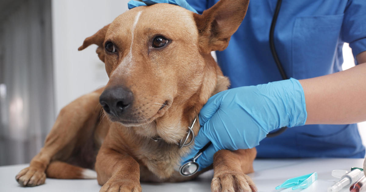 Собствениците на домашни любимци внимавайте необичайно респираторно заболяване при кучета