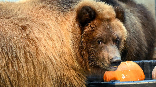 Female bear cub.jpg 