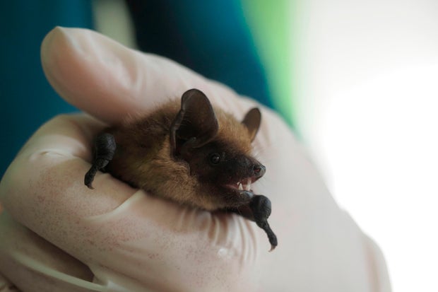 This picture shows a juvenile serotine bat inside the Natural History Museum of Bourges, France, on June 30, 2020.