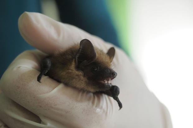 This picture shows a juvenile serotine bat inside the Natural History Museum of Bourges, France, on June 30, 2020. 