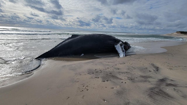Endangered whale last seen 3 decades ago found alive, but discovery ends in heartbreak