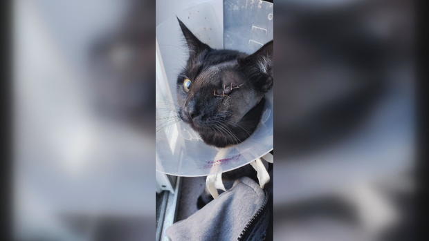 jackie-the-cat-recovering-after-being-shot.jpg 
