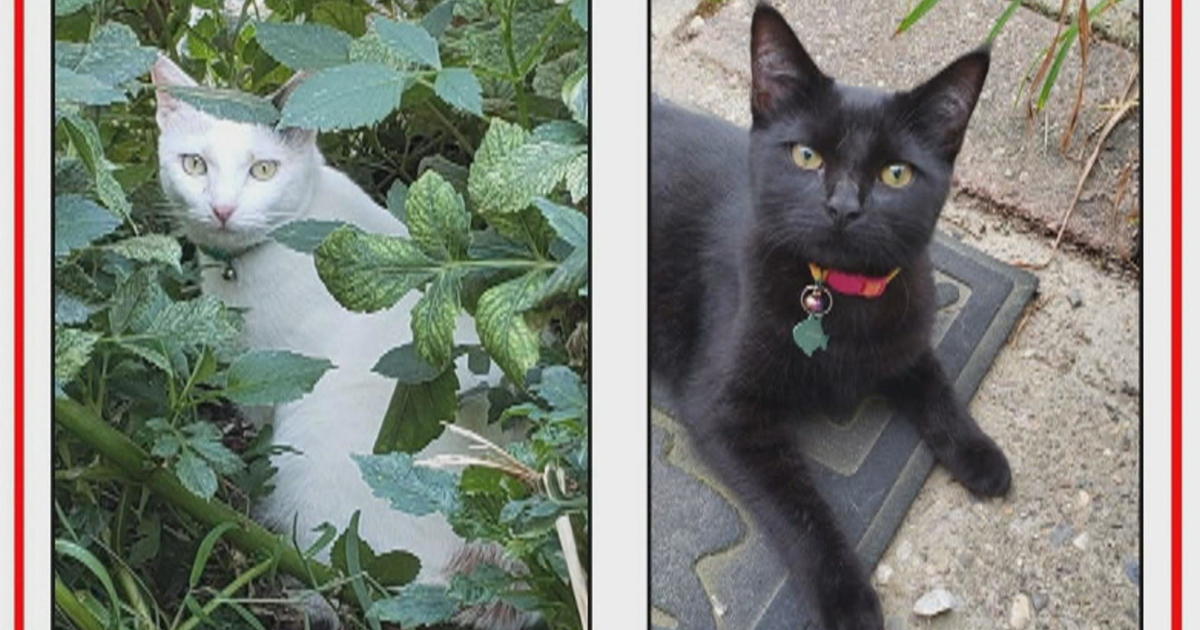 $2,500 reward available for info on shooting that killed 1 pet cat