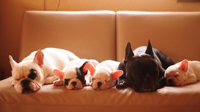 french bulldog family 