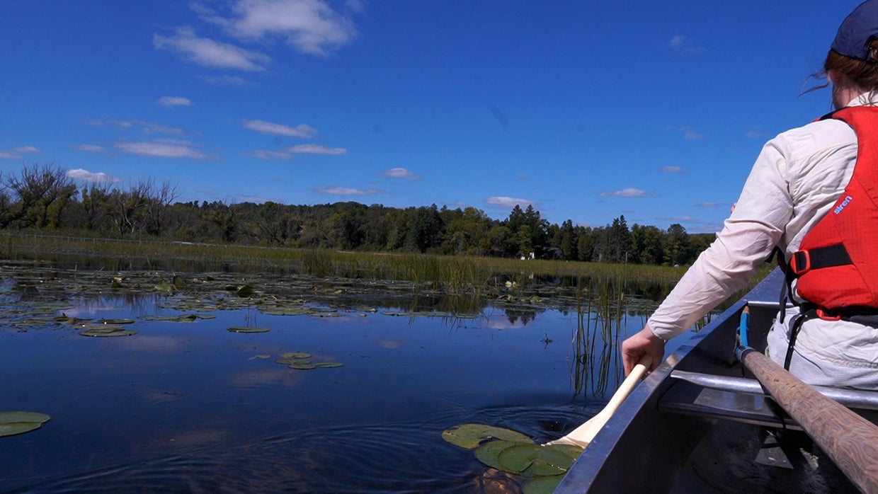 State of Water: Protecting and understanding wild rice, sacred to ...