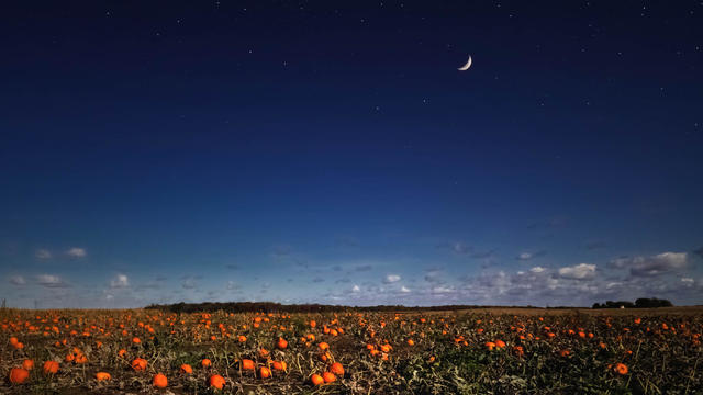 Starry sky and moon over a pumpkin patch 
