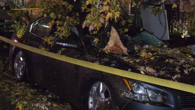 brooklyn-tree-down-am-v-wcbs8iqg-hi-res-still.jpg 