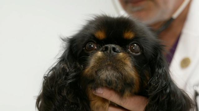 cbsn-fusion-hundreds-of-dogs-across-us-sickened-by-mysterious-respiratory-illness-thumbnail-2474556-640x360.jpg 