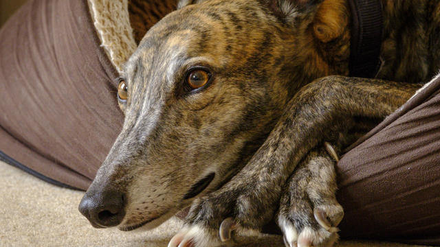 A greyhound lying in its bed 