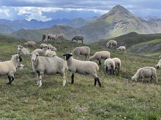 Rancher, conservationists reach deal to preserve 100,000 acres for 