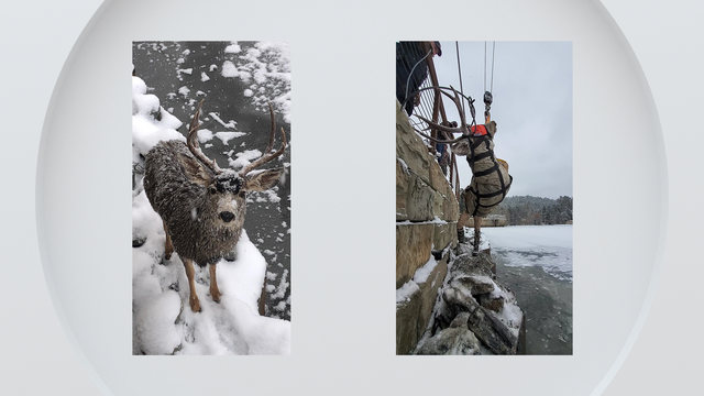 colorado-deer-rescue-web-double.png 