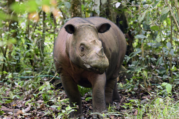 Indonesia Rhino 