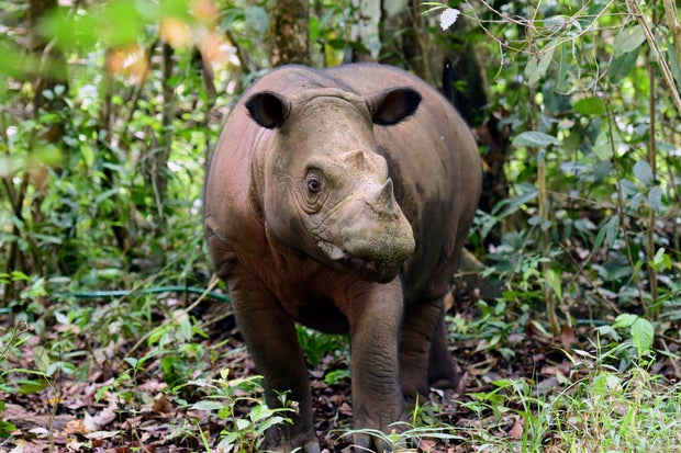 In this undated photo released by Indonesian Ministry of Environment and Forestry, a female Sumatran rhino named Delilah is seen after giving birth to a calf at Way Kambas National Park, Indonesia