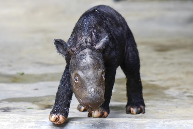 Critically endangered Sumatran rhino named Delilah gives birth to 55-pound male calf
