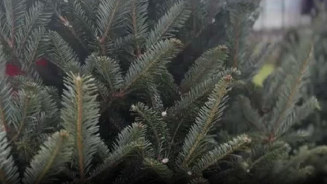 christmas-trees.jpg 