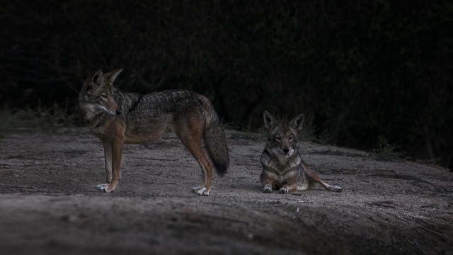 Two Coyotes 