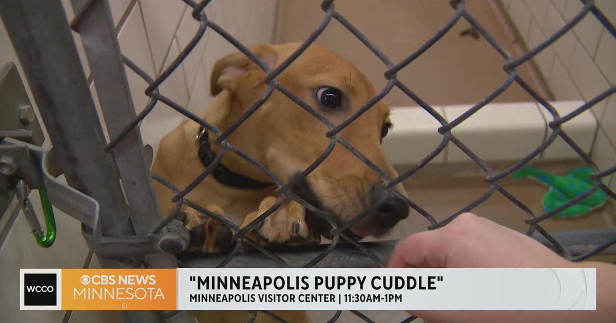 Warm up and de-stress at the “Minneapolis Puppy Cuddle”