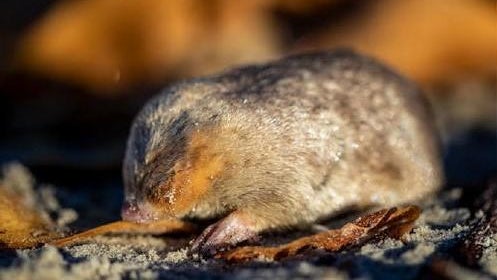 Blind golden mole that swims in sand detected in South Africa for first time in 87 years