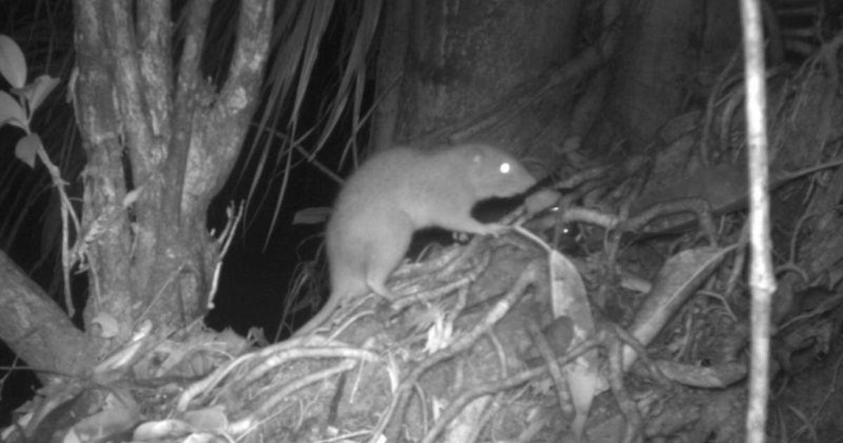 Rare giant rat that can grow to the size of a baby and chew through coconuts caught on camera for first time