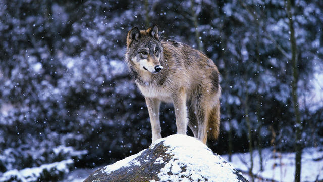 Gray Wolf on Snowy Rock 