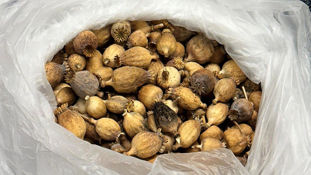 A photo of a bag of poppy pods 