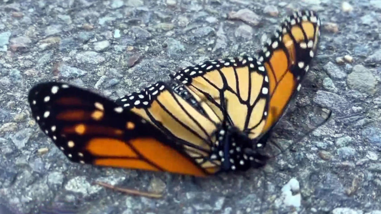 Wildlife experts monitor monarch butterfly count on California coast
