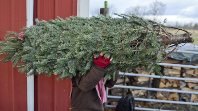 Christmas Tree Farm In Pennsylvania 