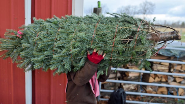 Christmas Tree Farm In Pennsylvania