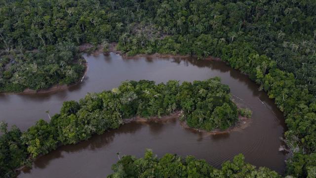The Amazon Rainforest's Rich Biodiversity in Peril as Deforestation Ravages the Land 