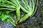 wasabi-plant.jpg 