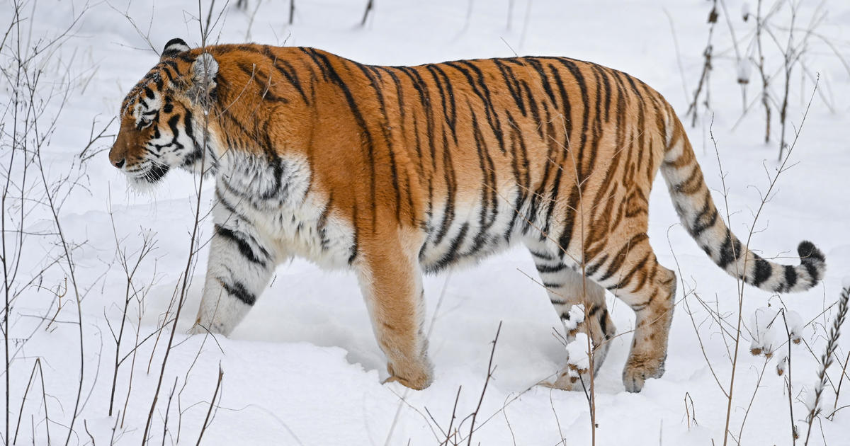 Сибирски тигър атакува куче, след което убива собственика на домашния любимец, който е последвал следите му, твърдят руски служители