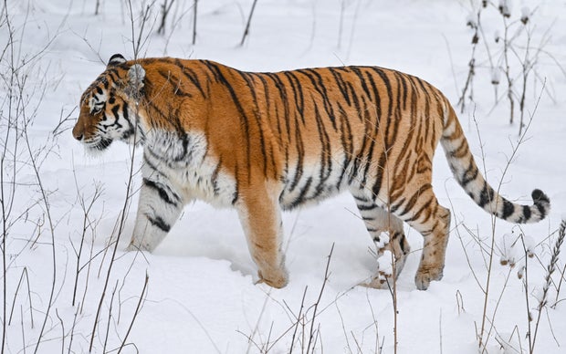 Siberian tiger attacks dog then kills pet's owner who followed its tracks, Russian officials say