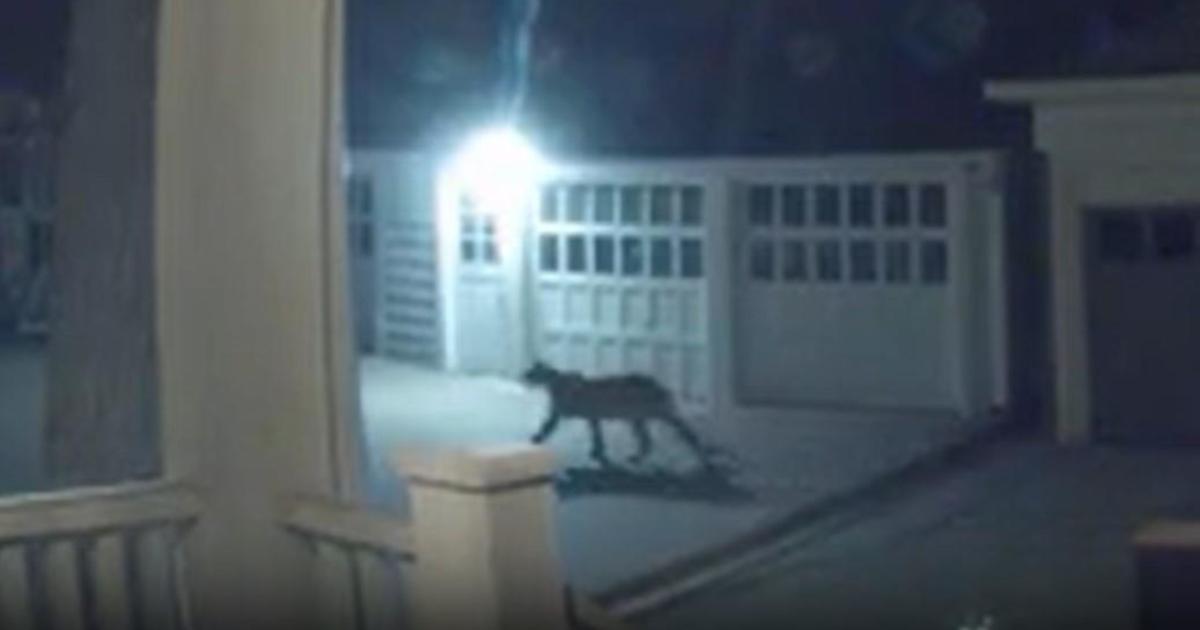 Cougar Spotted On Video Roaming Through Minneapoliss Lowry Hill