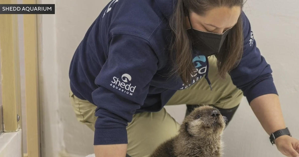Аквариумът Shedd в Чикаго стана нов дом за кученце от морска видра, намерено само в Аляска