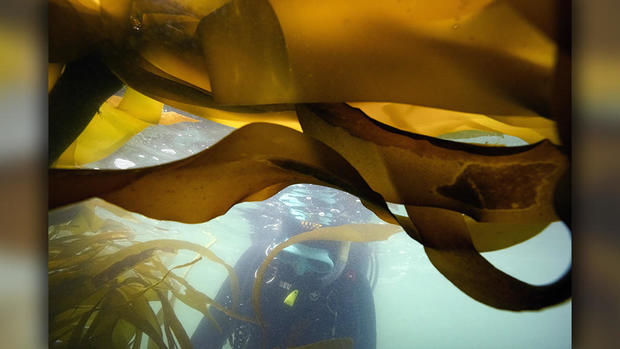Climate - Saving Kelp Forests 