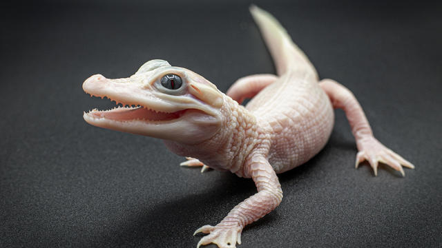 The baby white leucistic alligator was born at 96 grams 