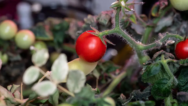 A red robin tomato growing on a vine in the ISS