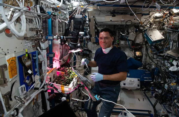 Astronaut Frank Rubio tending to tomato plants in the ISS