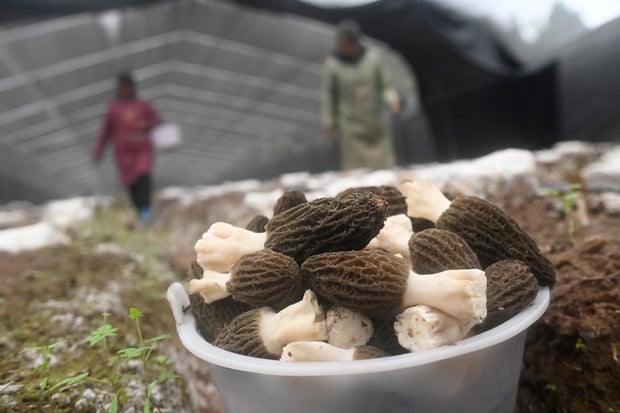 Farmers harvest morel mushrooms